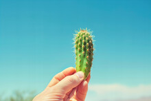 Hand-Held Vibrant Green Cactus Against Clear Blue Sky Banner