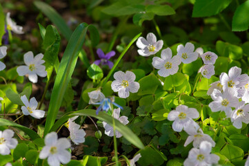 Wall Mural - Oxalis acetosella common wood sorrel white group of wild flowers in bloom, woodland small flowering plant