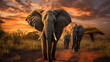 elephant in the savanna at sunrise