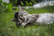 Gray cat with stripes of whiskas color lies in the grass and washes itself