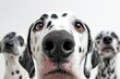 Photograph of Face portrait of smile Dalmatian dog