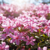 Fototapeta Łazienka - Field of pink jasmine flowers in full sunlight, close up , white space
