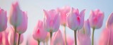 Fototapeta Tulipany - pink tulips blooming with bokeh background.