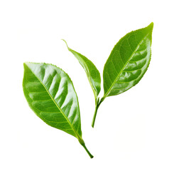 Wall Mural - Green tea leafs on white backgrounds.