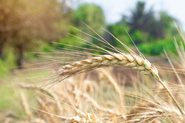 Wall Mural - Wheat close up. Wheat field. Background of ripening ears of wheat.