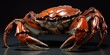 Scylla serrata. Mud crab isolated on transparent background. Raw materials for seafood restaurant concept. Live giant mud crab with big claw. Alive mud crab.