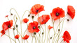 Red poppy flowers. Memory day flat background concept illustration, drawing of a poppy flower. Red poppies in a row. Horizontal background with red poppies on white background. Summer background