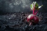 Fototapeta  - a beet with a leaf growing out of the ground