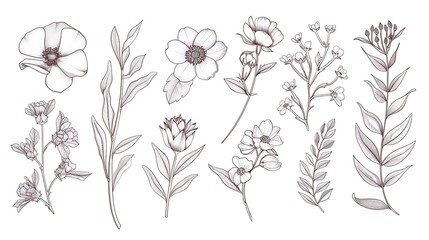 Wall Mural - Set of hand drawn botanical flowers, branches and leaves. Trendy sketch elements of wild and garden plants in line art style. illustration on white background. Generative Ai