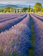 Lavender field in Provence France