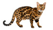 a bengal cat with a leopard print coat, isolated on transparent background, png file