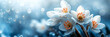 Group of snowdrops at blue background with bokeh, abstract spring flowers banner , copy space