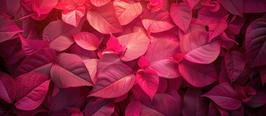  A detailed view showcasing a cluster of vibrant pink bougainvillea leaves, displaying their unique colors and textures up close.