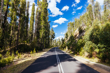 Canvas Print - Gordon River Road Landscape in Tasmania Australia