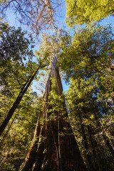 Canvas Print - Twisted Sister Trail in Tasmania Australia