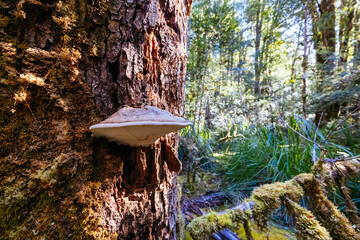 Canvas Print - Twisted Sister Trail in Tasmania Australia