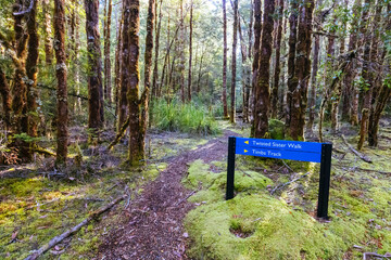 Canvas Print - Twisted Sister Trail in Tasmania Australia