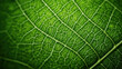 © paul - Green leaf macro
