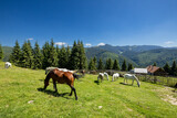 Fototapeta Konie - Wild Horse in the Carpathian Mountains 