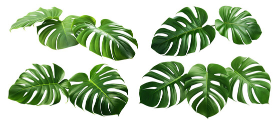 Wall Mural - Set of green monstera leaves, cut out