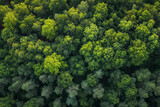Fototapeta Las - A view from above showing a dense forest filled with numerous towering trees creating a lush green canopy