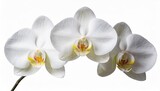 Fototapeta Storczyk - white orchid flower isolated on white background clipping path included pure elegance white orchid blooms isolated on a pristine white background