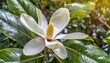 flower and leaves of the southern magnolia vertical