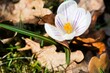 Weiße Krokusblume mit lila Streifen umringt von trockenen braunen Laubblättern auf Wiese bei Sonne am Morgen im Frühling