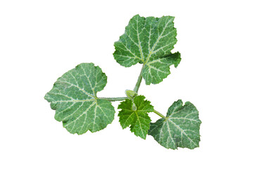 Wall Mural - Pumpkin seedling on a white background