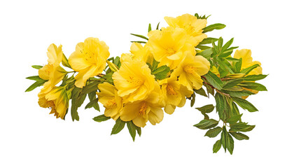 Wall Mural - bouquet of yellow flowers isolated on transparent background cutout
