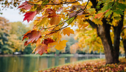 Wall Mural - web banner design for autumn season and end year activity with red and yellow maple leaves with soft focus light and bokeh background