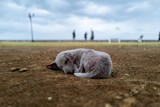 Fototapeta Sawanna - A sick dog in the philippines