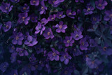 Fototapeta Storczyk - illustration of violett flowers background. Created with Generative AI