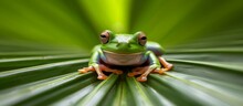 Macro Shot Of A Cute Green Frog Sitting Calmly On Top Of A Vibrant Green Leaf In A Tropical Rainforest