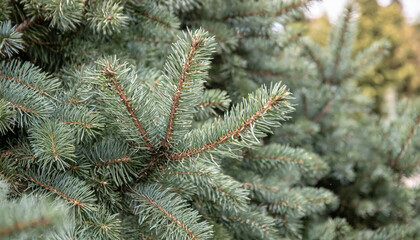 Wall Mural - Christmas Fir tree brunch textured Background. Fluffy pine tree brunch close up. Green spruce