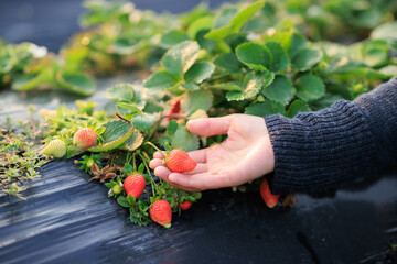 Sticker - Hand picking strawberry fruit in spring garden