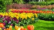 Tulips in Keukenhof Park, Netherlands. Multicolored tulip flowers in landscape design of parks, gardens. Flower beds of bulb flowers in spring time. Ideas of landscape design of flower beds.