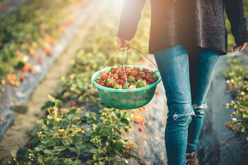 Sticker - Picking strawberry fruits in spring garden