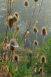 Teasel plant covered in cobweb