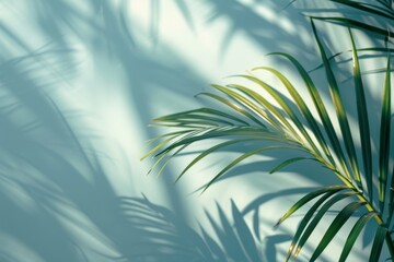 Poster - A leafy green palm tree casts a shadow on a wall