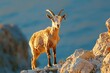 a goat standing on a rocky hill