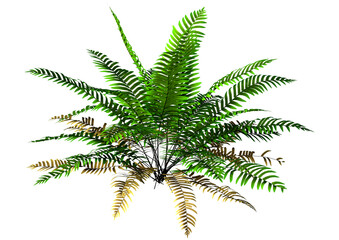 Canvas Print - 3D Rendering Sword Fern Plant on White