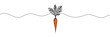 © dariachekman - Carrot vegetable in continuous line drawing style isolated on white background. Vector illustration.