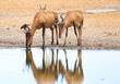 Two Red Hartebeest drinking from a still waterhole, with nice reflection off the water