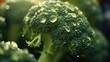 Close up of ripe broccoli with water drops
