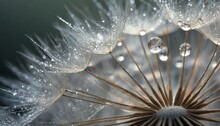 Macro Nature Beautiful Dew Drops On Dandelion Seed Macro Beautiful Soft Background Water Drops On Parachutes Dandelion Copy Space Soft Focus On Water Droplets Circular Shape Abstract Background