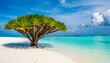 screw pine trees or giraffe tree in the maldives
