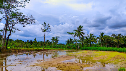 Wall Mural - Natural background view of rural rice fields that have not yet been planted with rice, blue sky