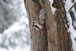 Perched on the rough bark of a tall tree, the woodpecker taps away rhythmically, its vibrant plumage a striking contrast against the earthy tones of the forest. With each precise peck of its chisel-li