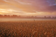 Clouds, wheat or fog for sunlight, dramatic or sky in mysterious, meadow or landscape for wallpaper. Field, grain and mist in golden dusk for harvest in natural countryside for peaceful panorama